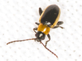 Longitarsus dorsalis